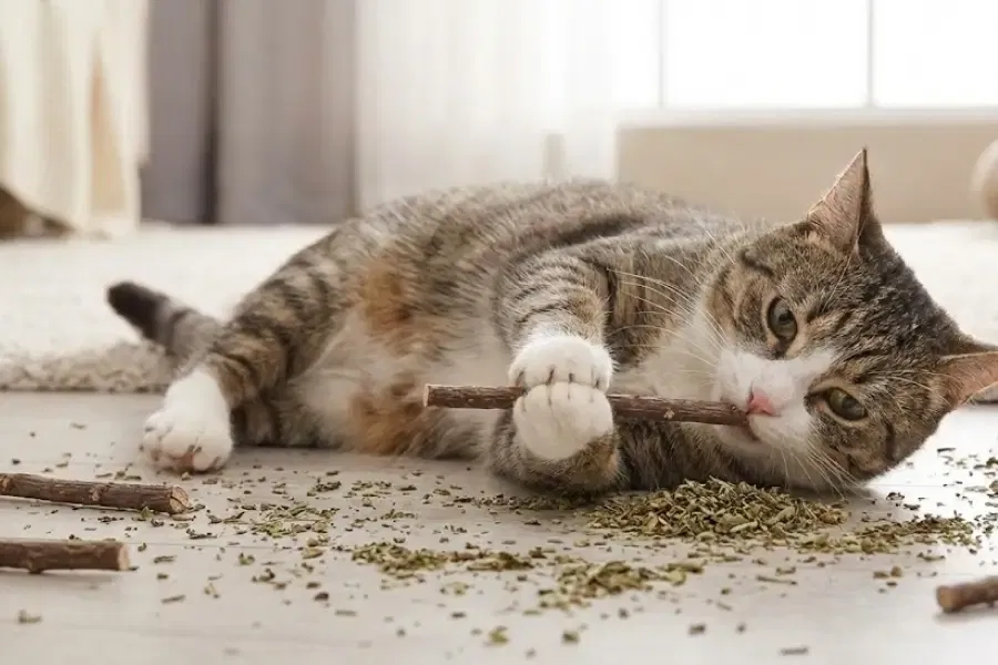 Catnip vs. Silvervine: What If My Cat Doesn’t Like the Nip?