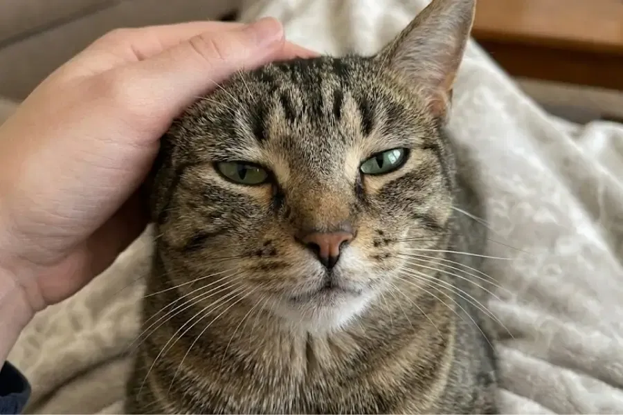 Why Does My Cat Stare At Me? Decoding Feline Secrets